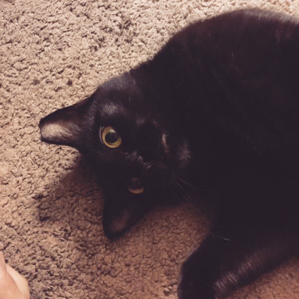/Images/uploads/Humane Society of Utah/HSU2018/entries/3884thumb.jpg